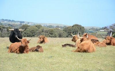 Ever heard of a cleanskin bull?